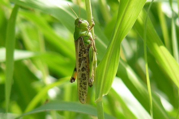The spread of locusts in Uzbekistan with an area of 292,600 hectares was revealed