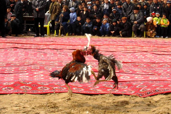 Organizers of "special arena" for cockfights exposed in Navoi
