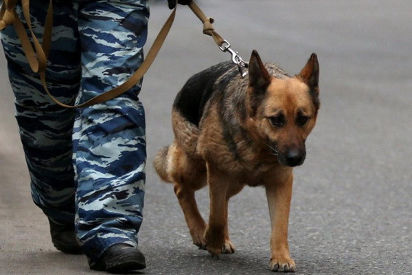 There is an opportunity to adopt a service dog from the Ministry of Internal Affairs kennel