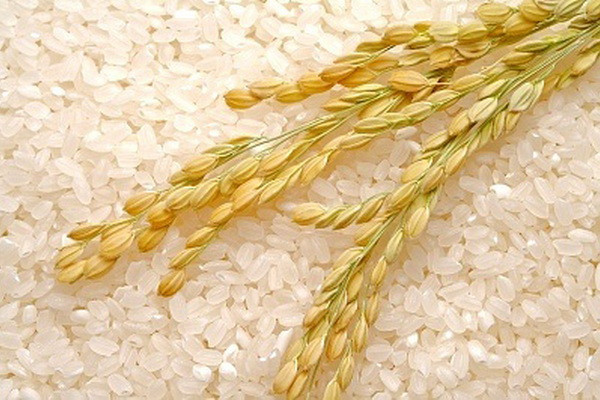 New varieties of rice to be introduced in Syrdarya