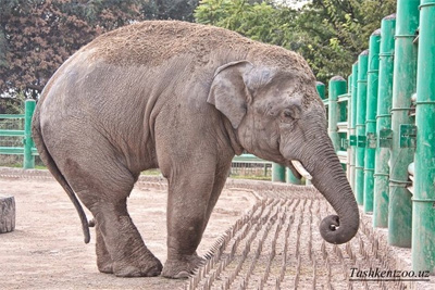 В Ташкентском зоопарке скоропостижно скончался слон Путра