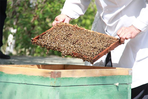 UNDP, TIKA partner to develop bee farming sector in Aral Sea region