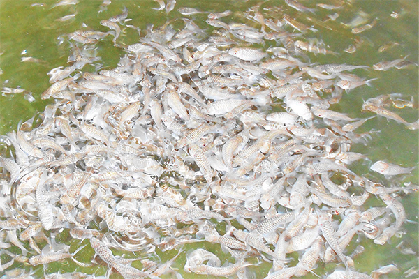 Внедрение передового опыта Малайзии в сфере рыбоводства Узбекистана