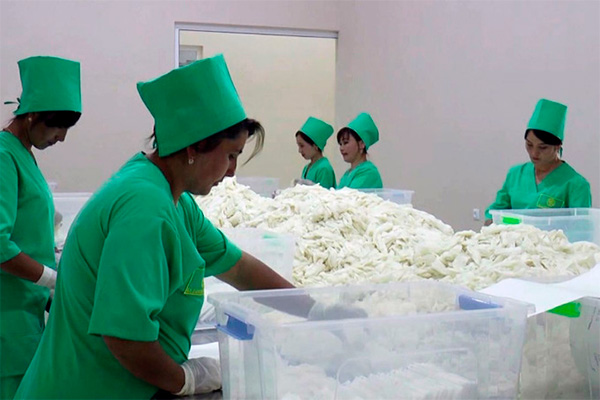 Gold Grown Pharma launch production of medical gloves