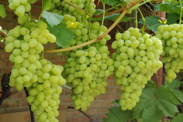 Uzbekistan produces 1.27m tons of grapes