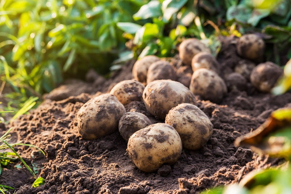 Uzbekistan plans to produce 4.1 million tonnes of potatoes in 2022