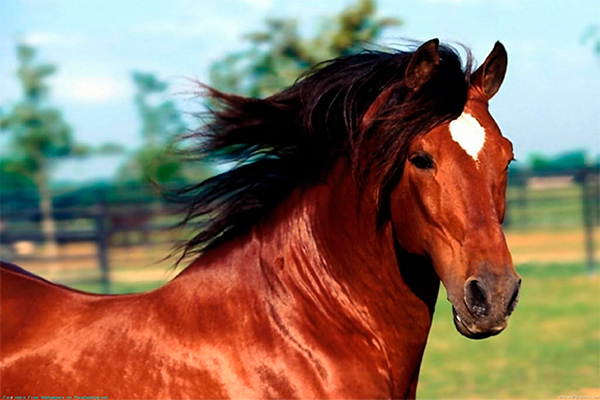 Tashkent police creates cavalry detachment