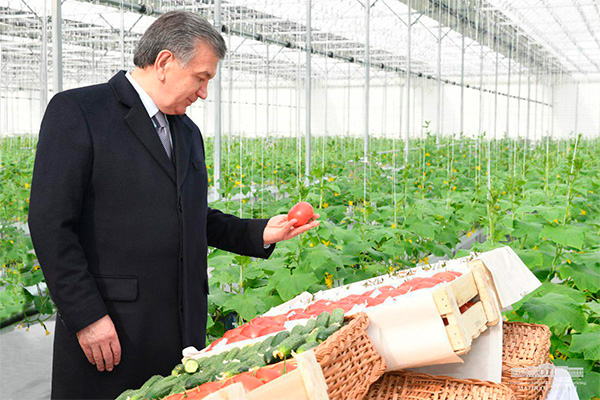 В гидропонных теплицах выращивается отборная продукция