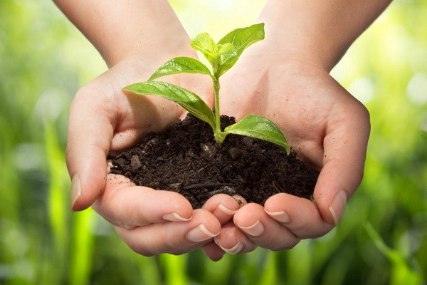Uzbekistan adopted a law “on plant protection”