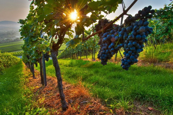 Uzbekistan exports raisins worth US$64.8 million
