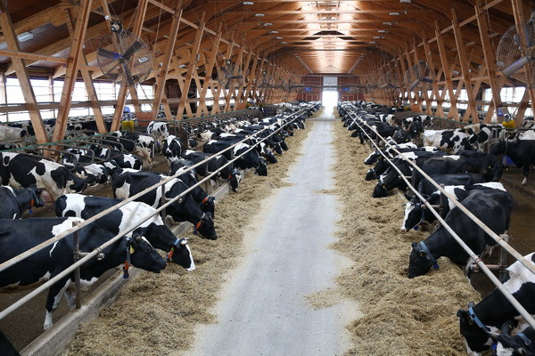 Livestock clusters to be created in 25 districts