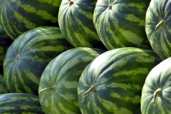 Uzbekistan exports watermelons to 14 countries
