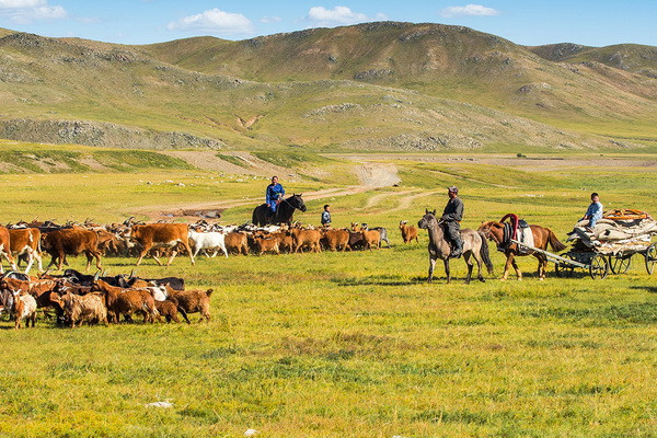 More than 2.1 million livestock died from white and iron dzud in Mongolia