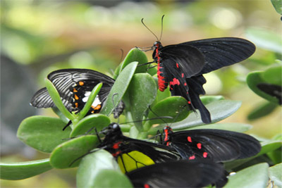 В Ташкентском зоопарке открылся Дом бабочек