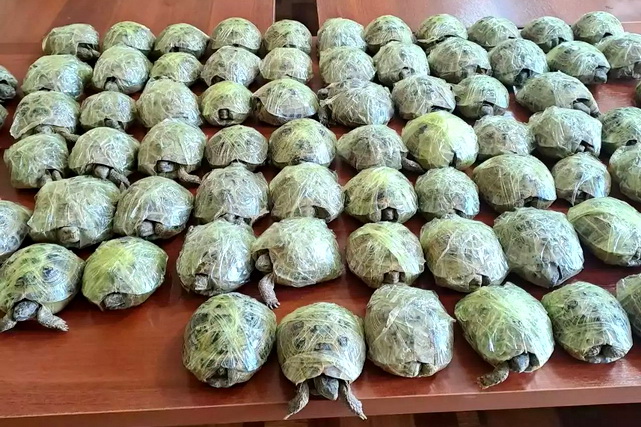 Attempt to smuggle 400 turtles prevented in Tashkent region