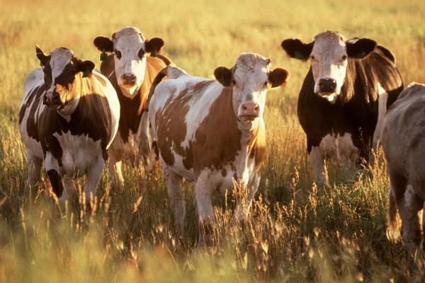 AFD allocates 100 million euros to finance the sustainable development of the livestock sector