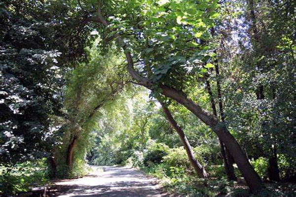 Certification of trees to be carried out in test mode in the capital
