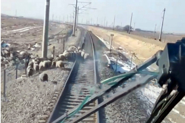 High-speed train "Afrosiyob" in Navoi region knocked down several sheep on the railway tracks