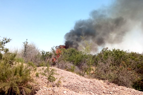 Fires broke out in the forests of Tashkent region