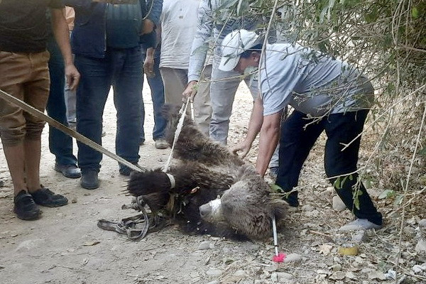 Bear cubs, spotted in the village of Kashkadarya, were taken to the reserve