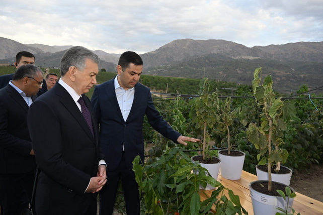 Mirziyoyev Reviews US$60 Million Agro-Orchard Project in Bostanlyk