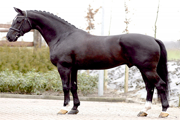 Uzbekistan’s horse population totals 278,800