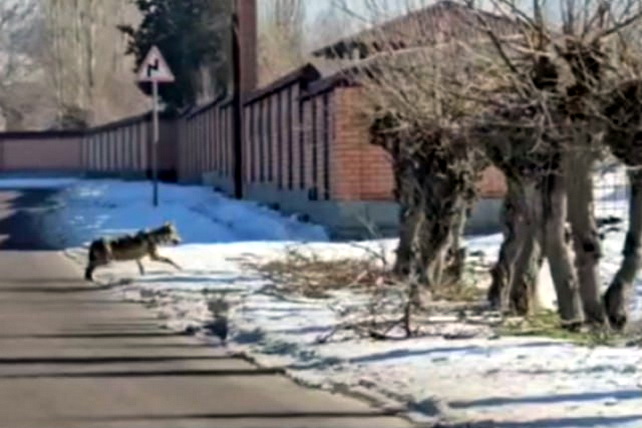 Wolves spotted roaming in a settlement in Pskent district