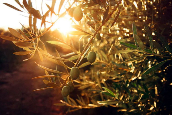 The flag of Uzbekistan will be raised at the headquarters of the International Olive Council in Madrid