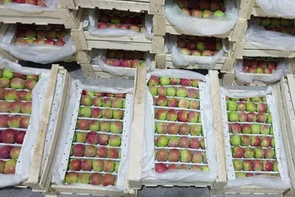 Russia imports 1,700 tons of apples from Uzbekistan in June