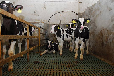 Немецкая компания представит метод повышения продуктивности коров