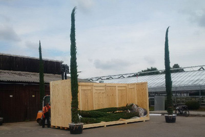 Uzbekistan receives 28 cypress trees from Germany