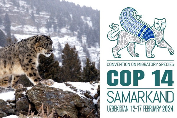The official logo and slogan of the CMS COP14 Conference to be held in Samarkand has been announced