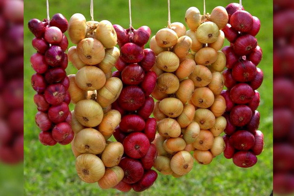 Uzbekistan exports 158,700 tons of onions worth US$22.4 million