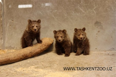Bear cubs born at Tashkent Zoo