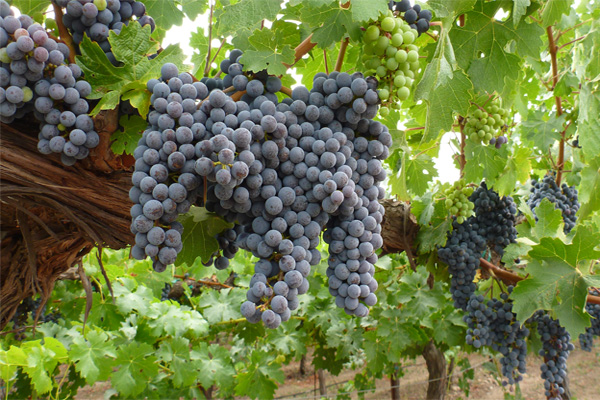 Uzbekistan to host wine and grape exhibitions