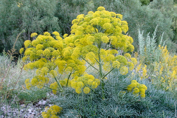 Ferula cultivation clusters are organized
