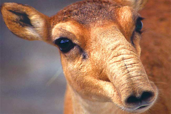 Cartoon “The Steppe Tale 2” presented in Tashkent