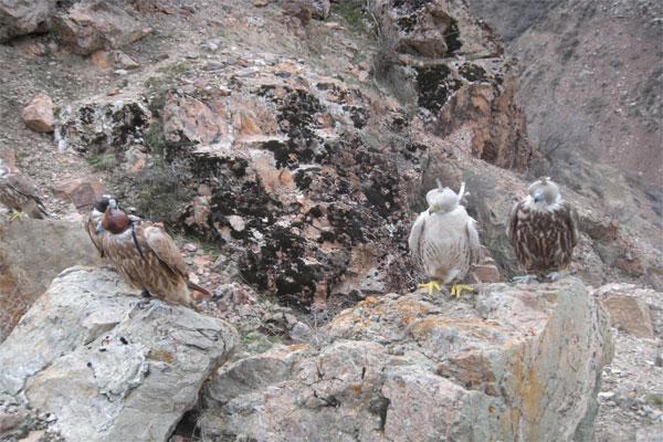 Saker falcons released to wild nature in Tashkent region
