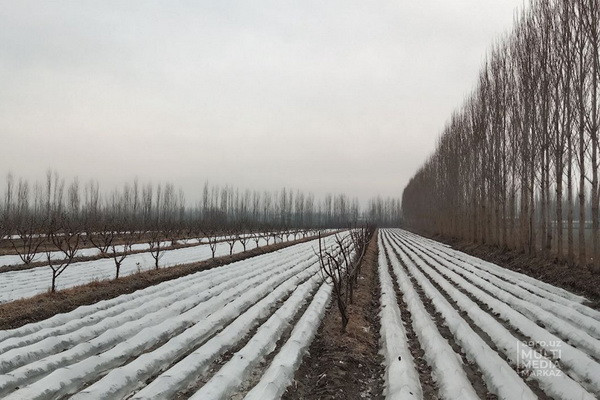 Как повлияли заморозки и осадки на урожай плодоовощной продукции?