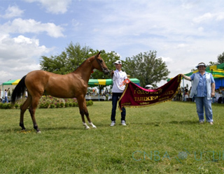 Qahramon Aripov appointed as chairperson of Equestrian Sport Federation