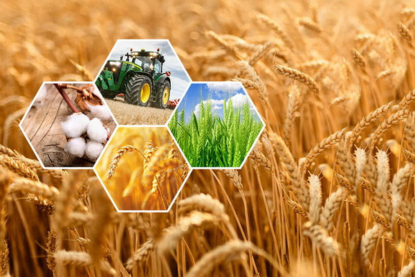 The main problems of the agro-industrial sector were discussed