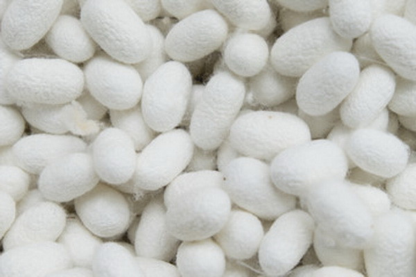 Anhui Mulberry Biotechnology планирует построить предприятие по переработке коконов в Узбекистане