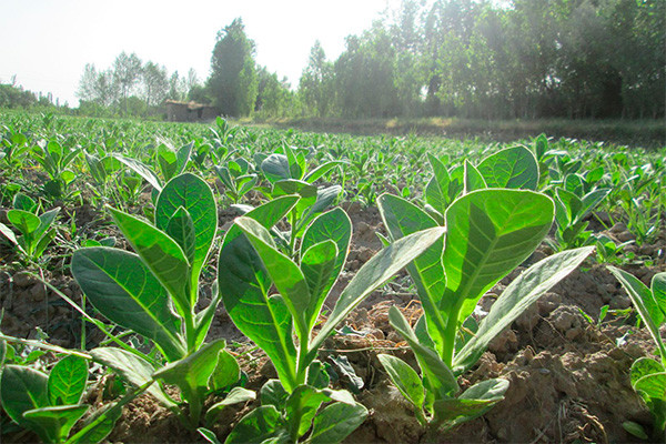 Группа «БАТ» приняла решение о начале поставок узбекского табачного сырья для своих фабрик в ЕC