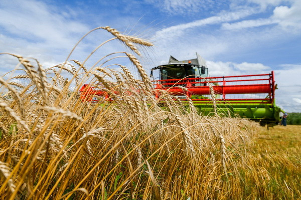 Farmers of Uzbekistan have grown more than 8.1 million tons of grain
