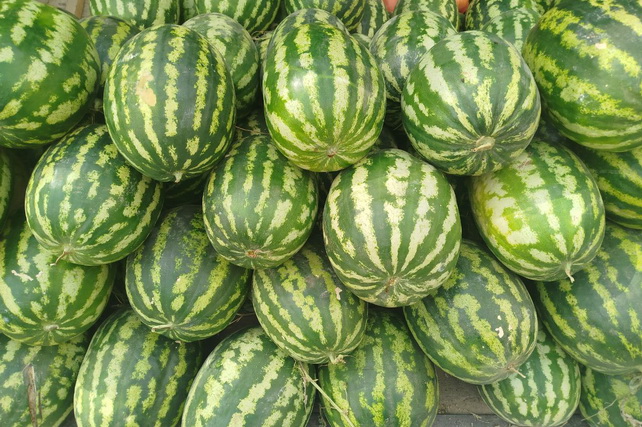 Jizzakh Region Leads Uzbekistan in Melon and Gourd Production Jizzakh Region Leads Uzbekistan in Melon and Gourd Production