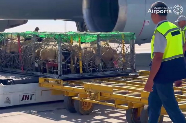 Navoi Airport Strengthens Cargo Cooperation with Mongolia: Over 3,000 Breeding Sheep Delivered