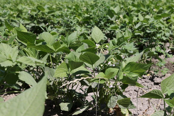 A new variety of soybeans from Turkey was brought to Uzbekistan