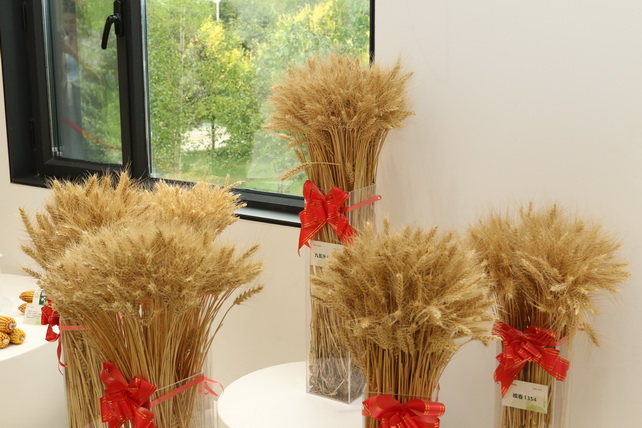 Ferghana Region Leads Grain Production in Uzbekistan