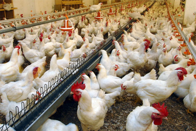 Tashkent hosts international forum of poultry breeders