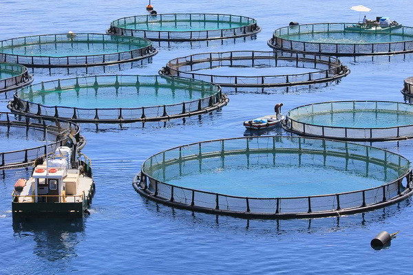 Reservoirs for fish farming to be provided for rent